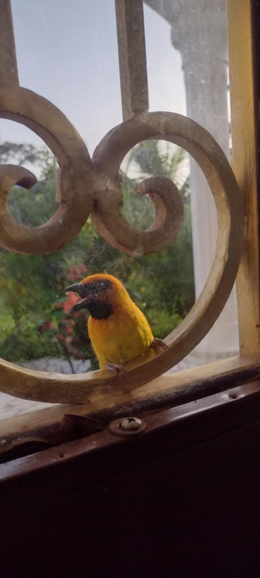 Unique Owl Apartments Sanyang المظهر الخارجي الصورة